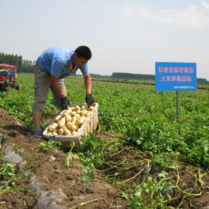 禾信生物有机肥土豆示范基地
