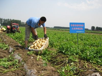 禾信生物有机肥土豆示范基地4.jpg